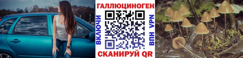 Купить где  Новая Ладога  Псилоцибиновые грибы Cubensis 